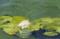 Art: Evening on the Pond by Artist Deborah Sprague