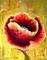 Art: Red Poppy - SOLD by Artist Diane Millsap