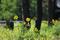 Art: Sunflowers by Artist Kathy Hatt