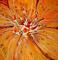 Art: BATIK LILY by Artist Marcia Baldwin