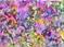 Art: Crazy Flowers -sold by Artist Ulrike 'Ricky' Martin