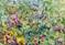 Art: SUMMER COLORS by Artist Ulrike 'Ricky' Martin