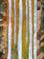 Art: Forest of Birch by Artist Deborah Sprague
