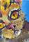 Art: Cat with the Yellow Eyes Aceo by Artist Delilah Smith