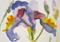 Art: Iris Aceo by Artist Delilah Smith