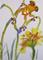 Art: Orange Frog on a Flower Aceo by Artist Delilah Smith