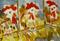 Art: Roosting Hens Aceo by Artist Delilah Smith