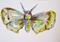 Art: Moth by Artist Delilah Smith
