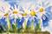 Art: Row of Daisies by Artist Delilah Smith