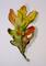Art: Oak Leaf Aceo by Artist Delilah Smith