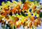 Art: Sunflowers by Artist Delilah Smith