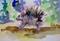 Art: Porcupine Aceo by Artist Delilah Smith