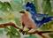 Art: Blue Bird Aceo by Artist Delilah Smith