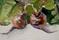 Art: Two Beets by Artist Delilah Smith