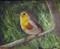 Art: A Yellow Bird  by Artist Barbara Haviland