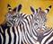Art: Zebras in Love   by Artist Barbara Haviland
