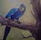 Art: Hyacinth Macaw oils by Artist Barbara Haviland