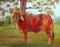 Art: Bessie The Brahmal  Cow bovine by Artist Barbara Haviland