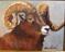Art: Big Horned Sheep by Artist Barbara Haviland