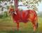 Art: Bessie the Brahma by Artist Barbara Haviland