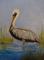Art: Mini Pelican oils by Artist Barbara Haviland