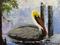 Art: Brown Pelican by Artist Barbara Haviland