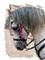 Art: Grey Horse Head by Artist Deanne Flouton
