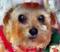 Art: Norfolk Terrier by Artist Deanne Flouton