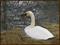 Art: Swan on Nest by Artist Deanne Flouton