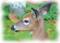 Art: Deer by Artist Deanne Flouton