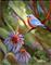 Art: Echinacea & Blue Bird by Artist Patricia  Lee Christensen