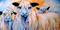 Art: RAINBOW SHEEP by Artist Marcia Baldwin