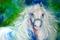 Art: DREAM ANDALUSIAN EQUINE ORIGINAL OIL by Artist Marcia Baldwin