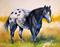 Art: APPALOOSA IN FIELD by Artist Marcia Baldwin