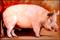 Art: BIG PIG by Artist Marcia Baldwin