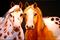 Art: APPALOOSA by Artist Marcia Baldwin