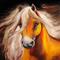 Art: PALOMINO SADDLEBRED by Artist Marcia Baldwin