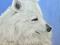 Art: Balto by Artist Ulrike 'Ricky' Martin