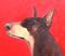 Art: Max   (sold) by Artist Ulrike 'Ricky' Martin