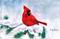 Art: Cardinal  (sold) by Artist Ulrike 'Ricky' Martin