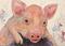 Art: Baby Pig  - sold by Artist Ulrike 'Ricky' Martin