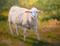 Art: The yearling lamb - SOLD - Animal portrait painting by Artist Karen Winters