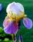 Art: Mum's Iris by Artist Laurie Justus Pace
