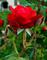 Art: Red Rose  by Artist Laurie Justus Pace