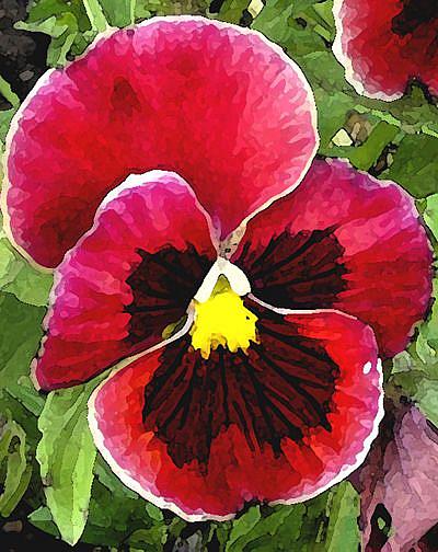 Art: Pink Pansy by Artist Laurie Justus Pace