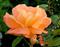 Art: Orange Rose by Artist Laurie Justus Pace