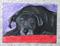 Art: Angus by Artist Jenny Doss