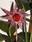Art: Spring Fling by Artist Dianne McGhee