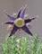 Art: Grape Starburst by Artist Dianne McGhee