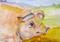 Art: Blue Eyed Pig by Artist Delilah Smith